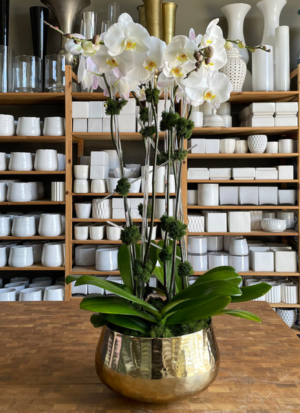 the orchid plant – park cities petals