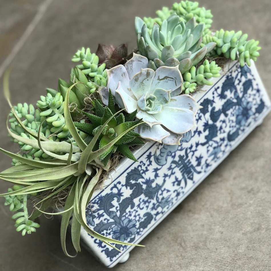 the chinoiserie succulents