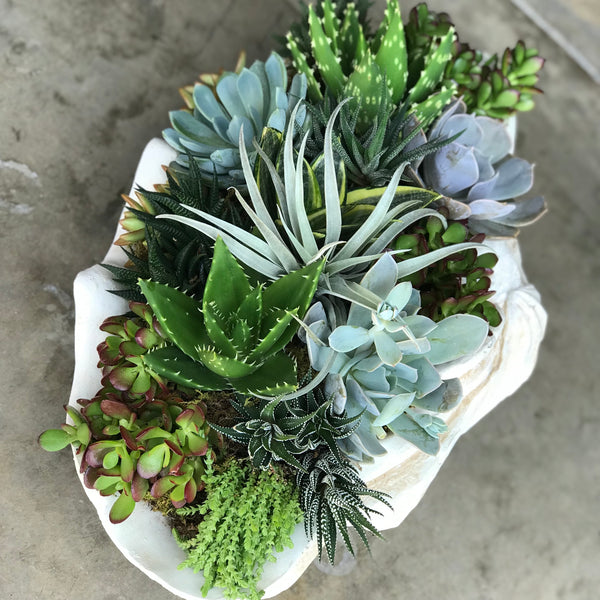 the seaside succulent – park cities petals