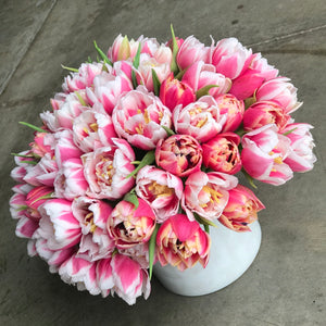 dutch tulips
