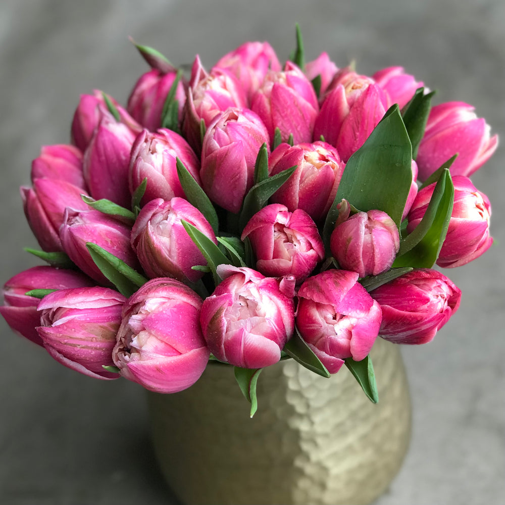 dutch tulips
