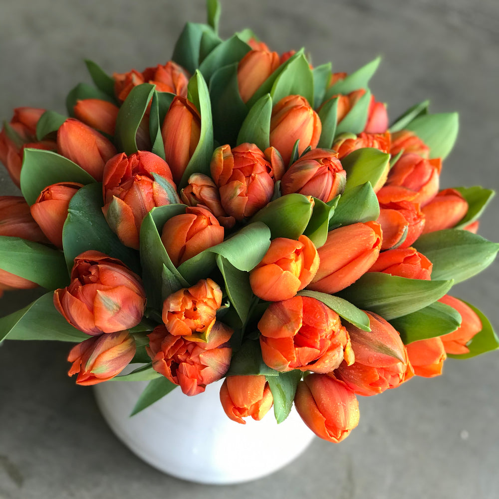dutch tulips