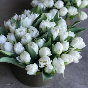 dutch tulips