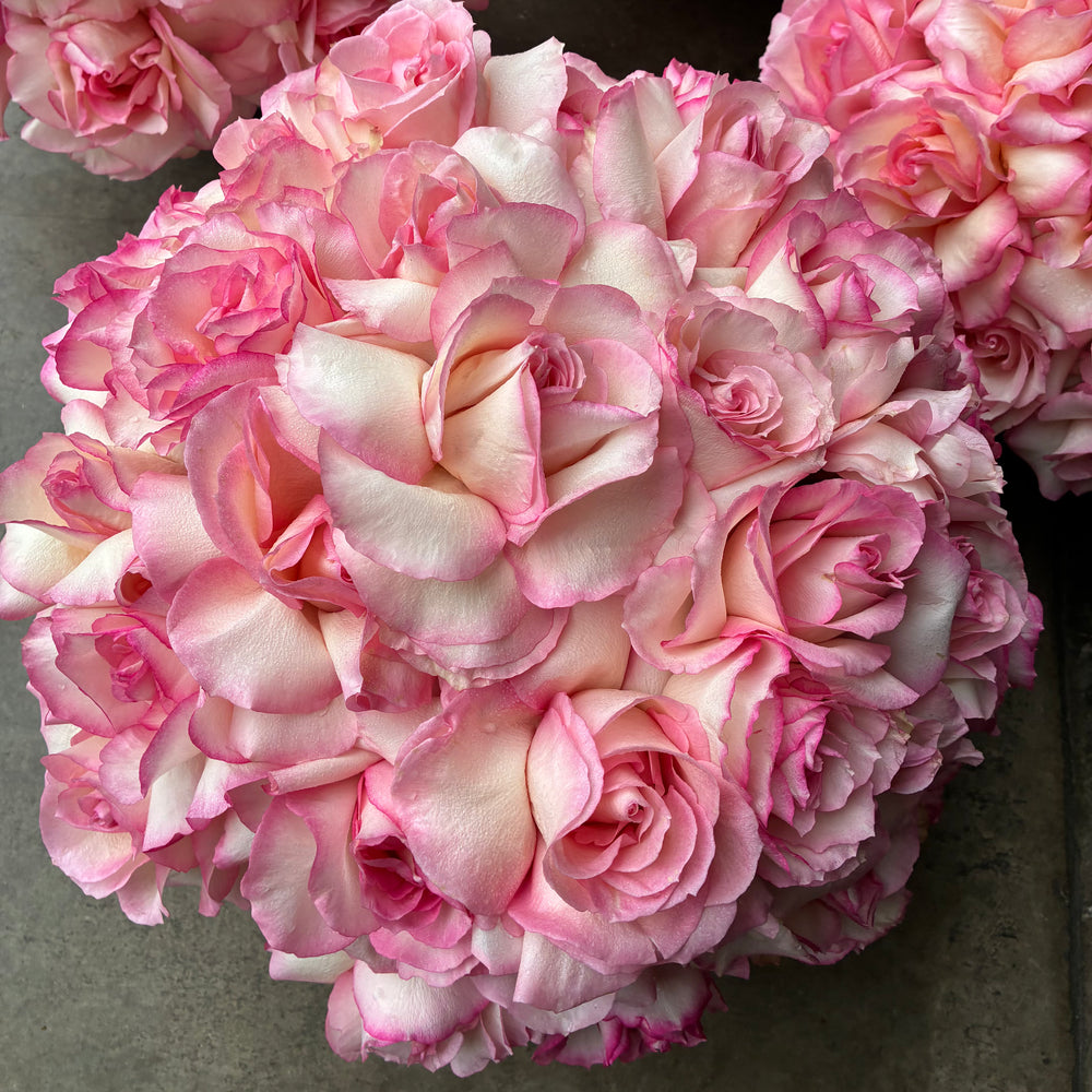 the reflexed rose – park cities petals