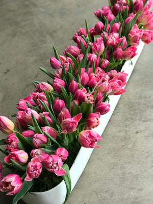 dutch tulips