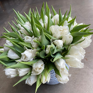 dutch tulips