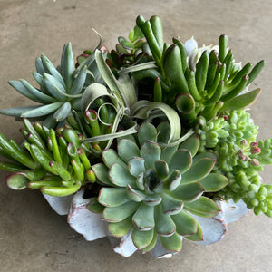 succulent arrangements dallas the green option – park cities petals