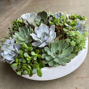succulent arrangements dallas the green option – park cities petals