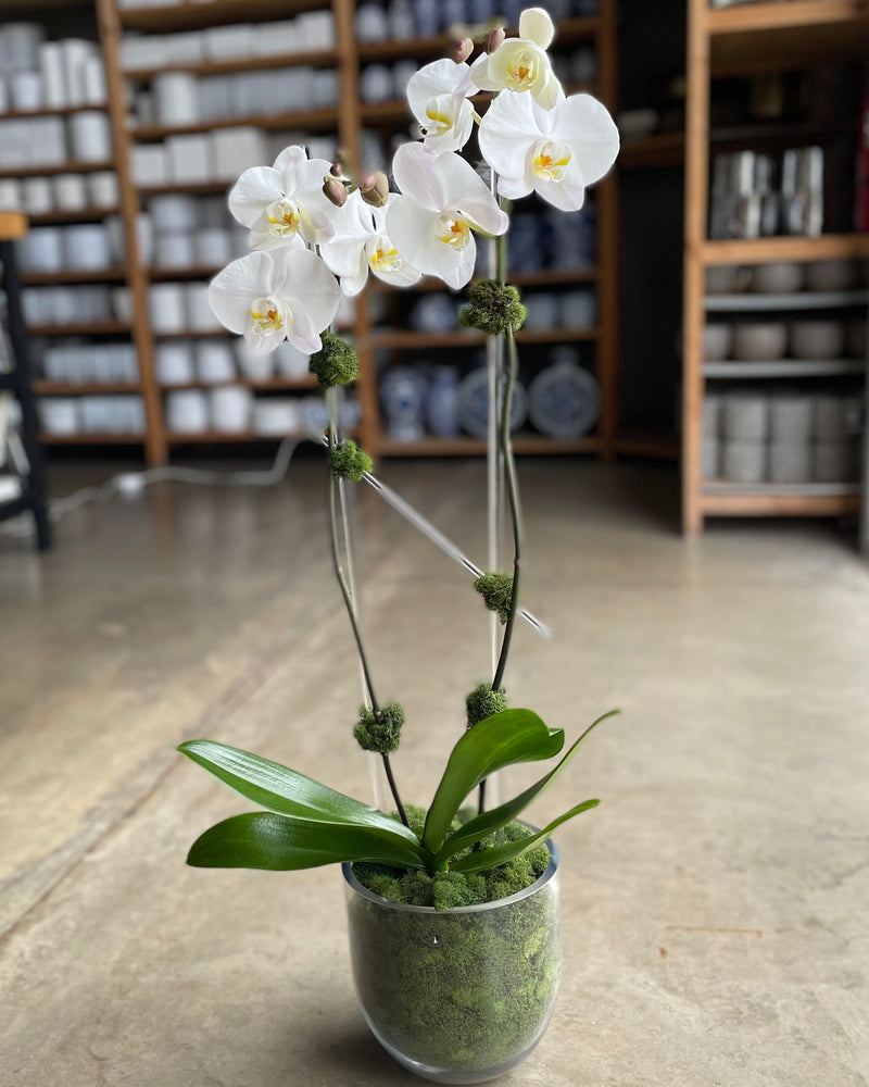 
            
                Load image into Gallery viewer, the orchid plant
            
        