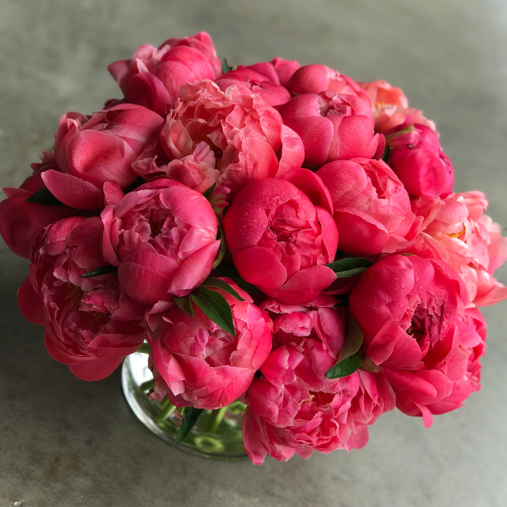 all the peony