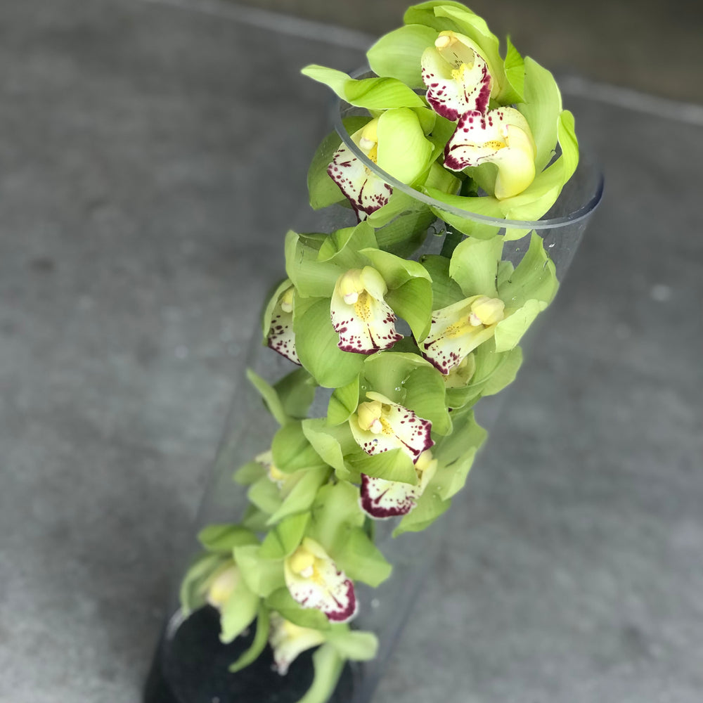 the cymbidium