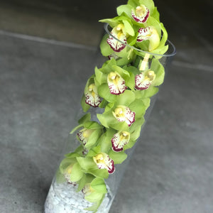 
            
                Load image into Gallery viewer, the cymbidium
            
        