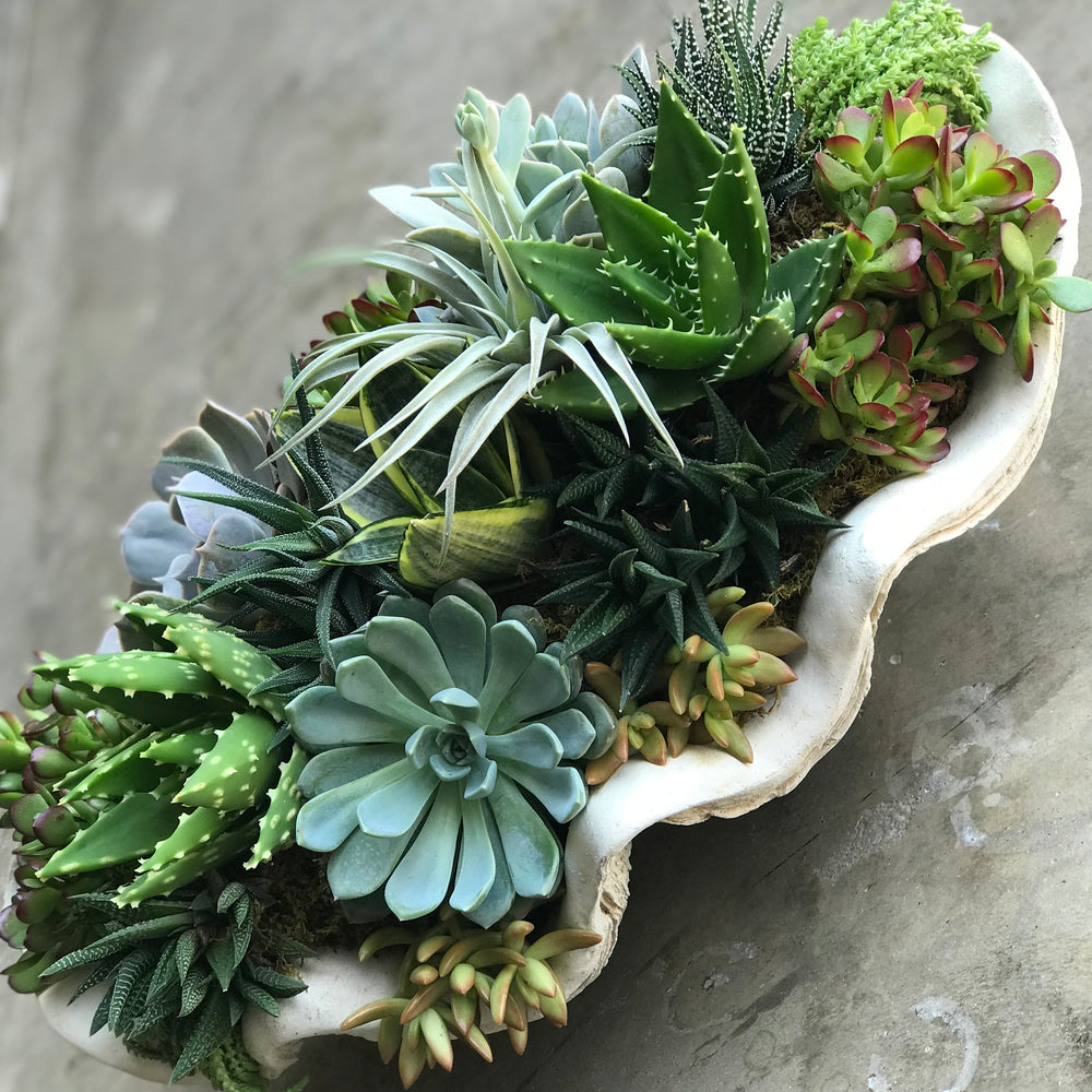 kitchen succulents the seaside succulent – park cities petals