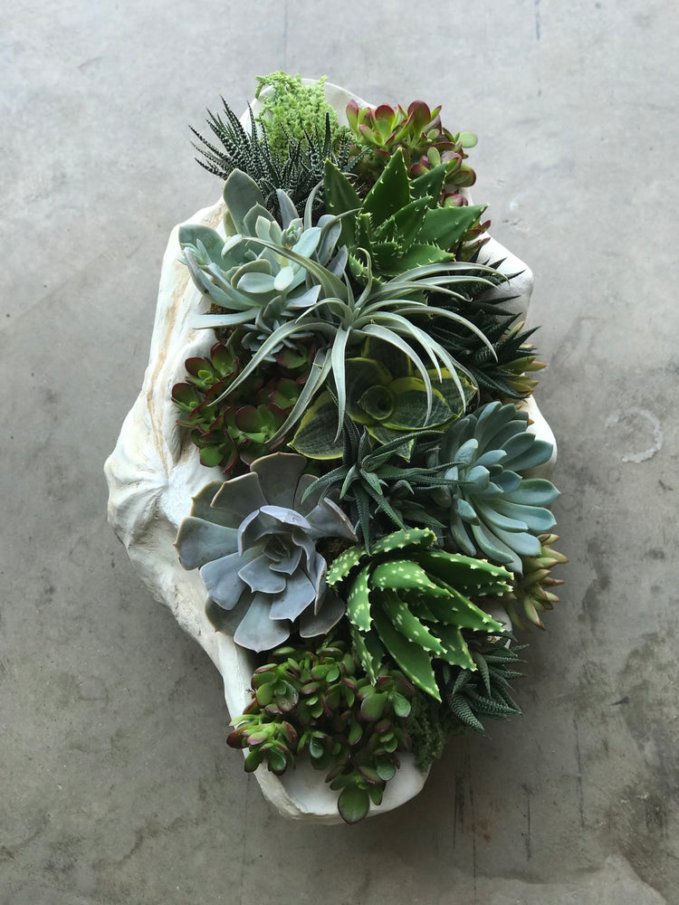 the seaside succulent the seaside succulent – park cities petals