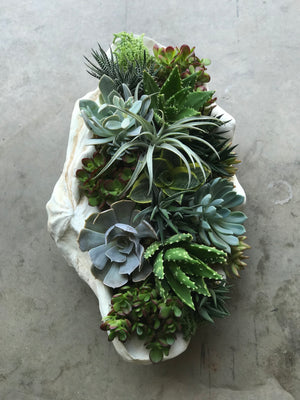 seaside succulent plants the seaside succulent – park cities petals