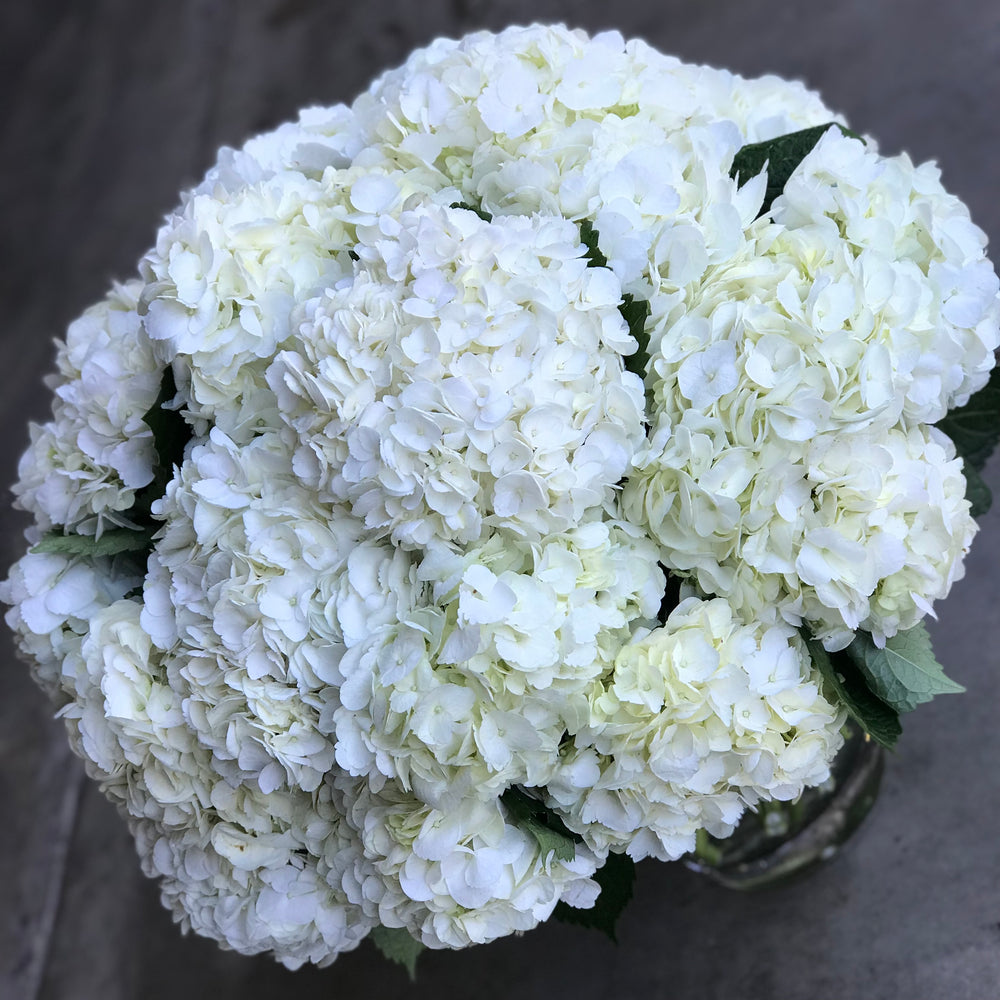 simply hydrangea