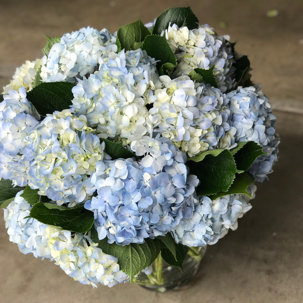 simply hydrangea