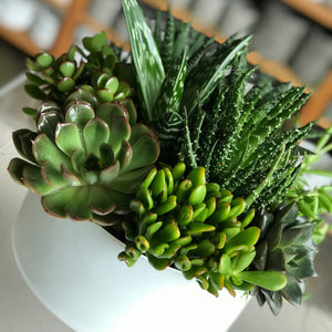 succulent arrangements dallas the green option – park cities petals