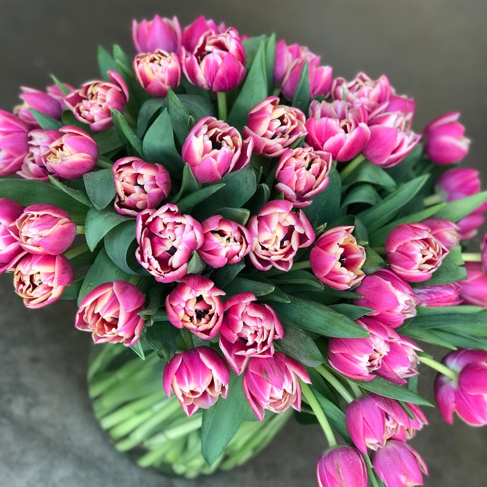 dutch tulips