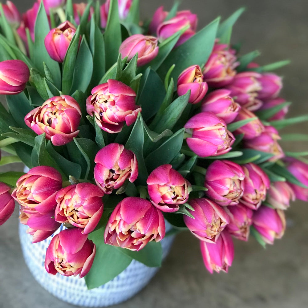 dutch tulips